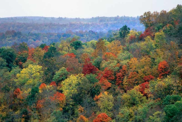 Fall color in the Ozark mountains of Arkansas in the Ponca Area Wilderness
